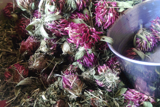 Herbal Infusion Blend